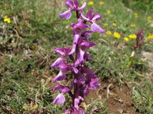 orchis mascula